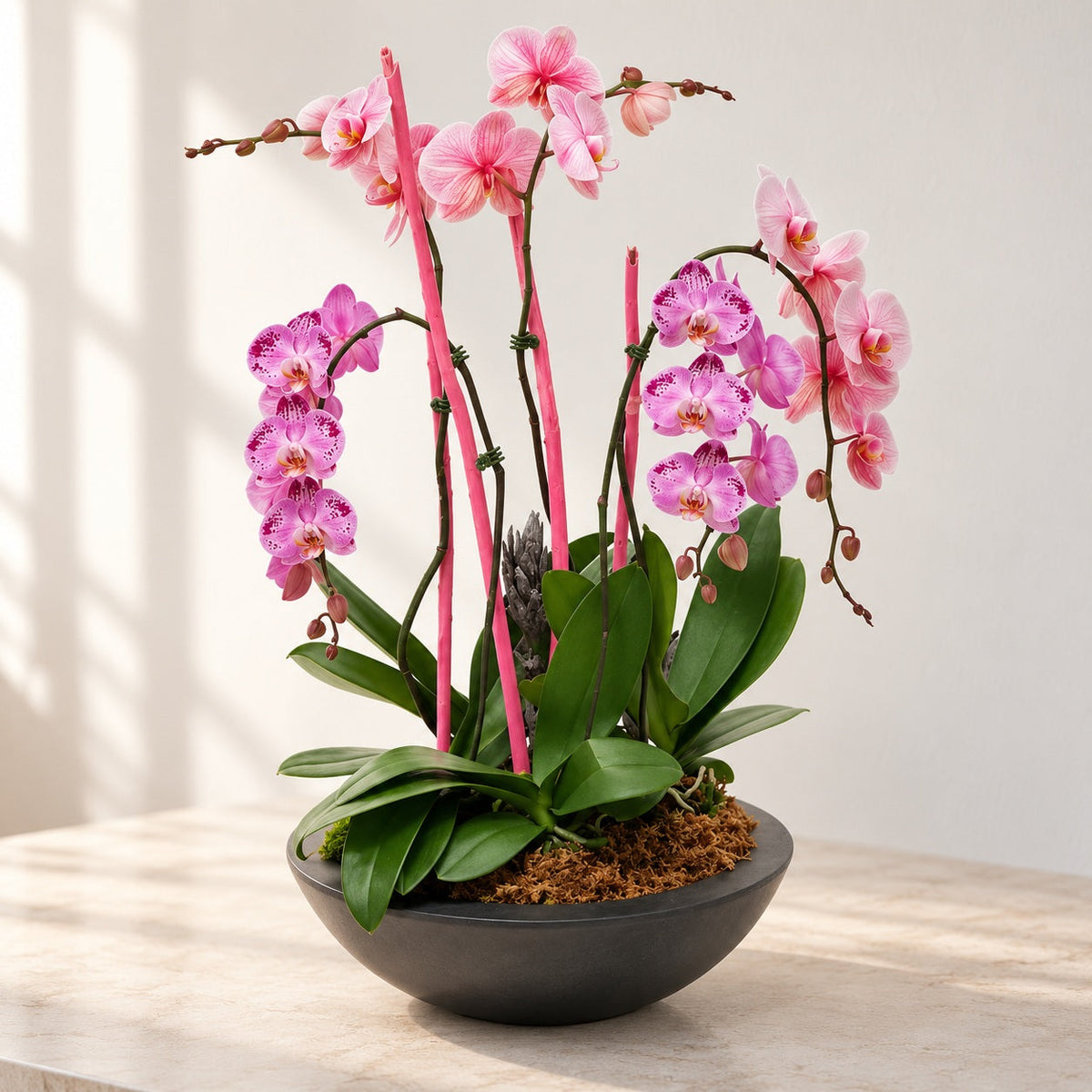 AI-assisted photo-style preview of XL Mixed Pink Orchid Plant as shown; actual arrangement and proportions vary.