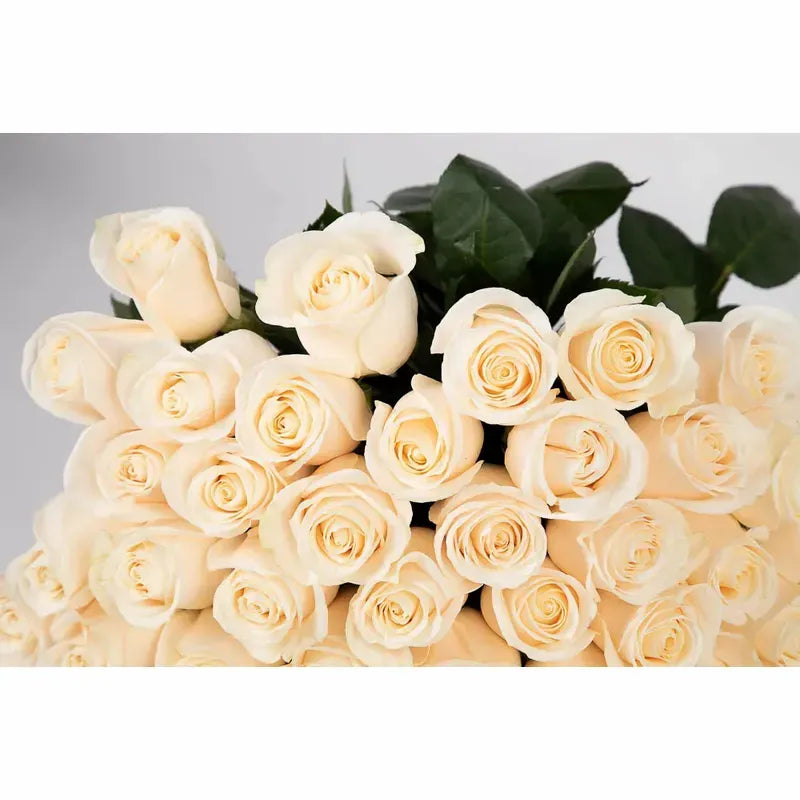 'Vendela' Signature Fifty Rose Bouquet