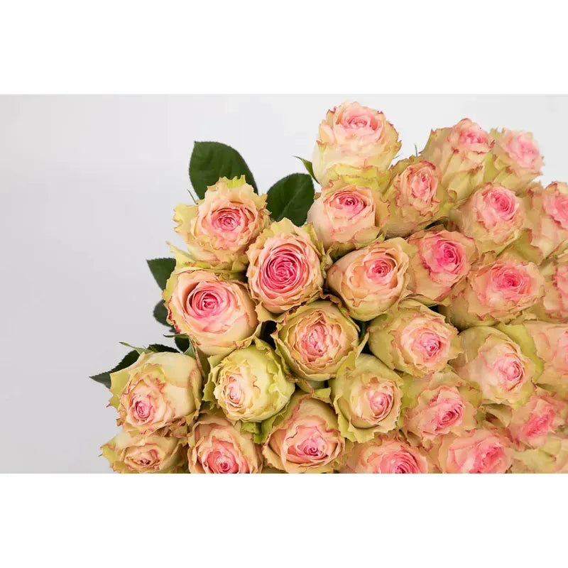 'Esperanza' Two Tone Pink Roses
