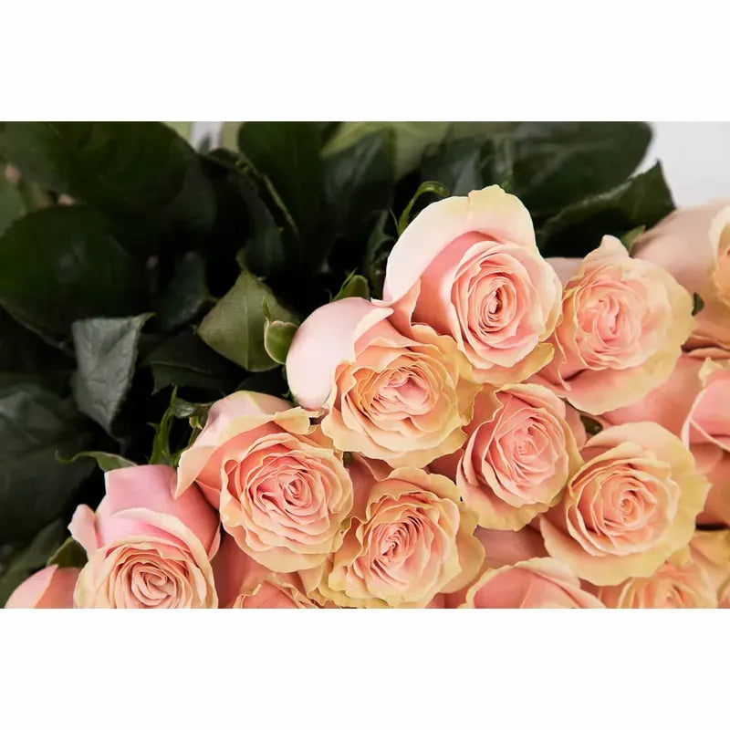 'Pink Mondial' Signature Fifty Rose Bouquet