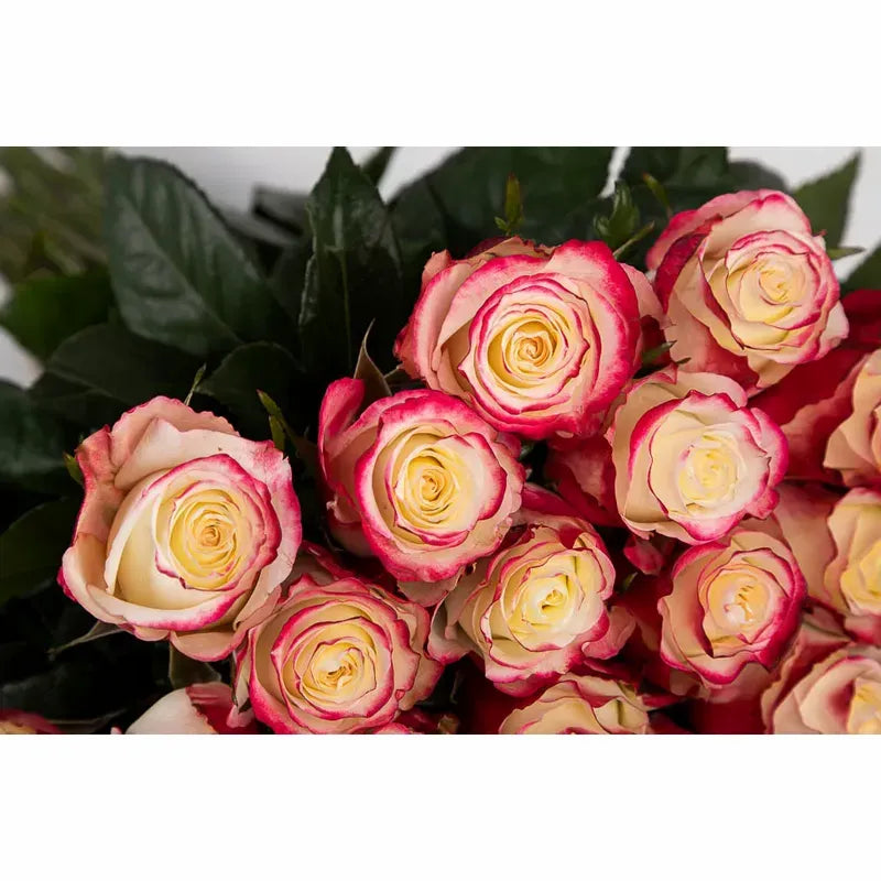 'Sweetness' Signature 101 Rose Bouquet