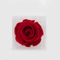 Single Mini Forever Rose