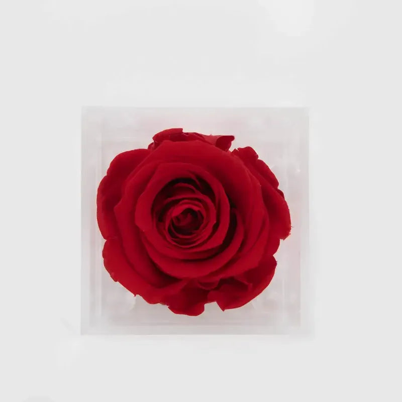 Single Mini Forever Rose