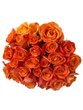 'Sunset Glory' Orange Roses