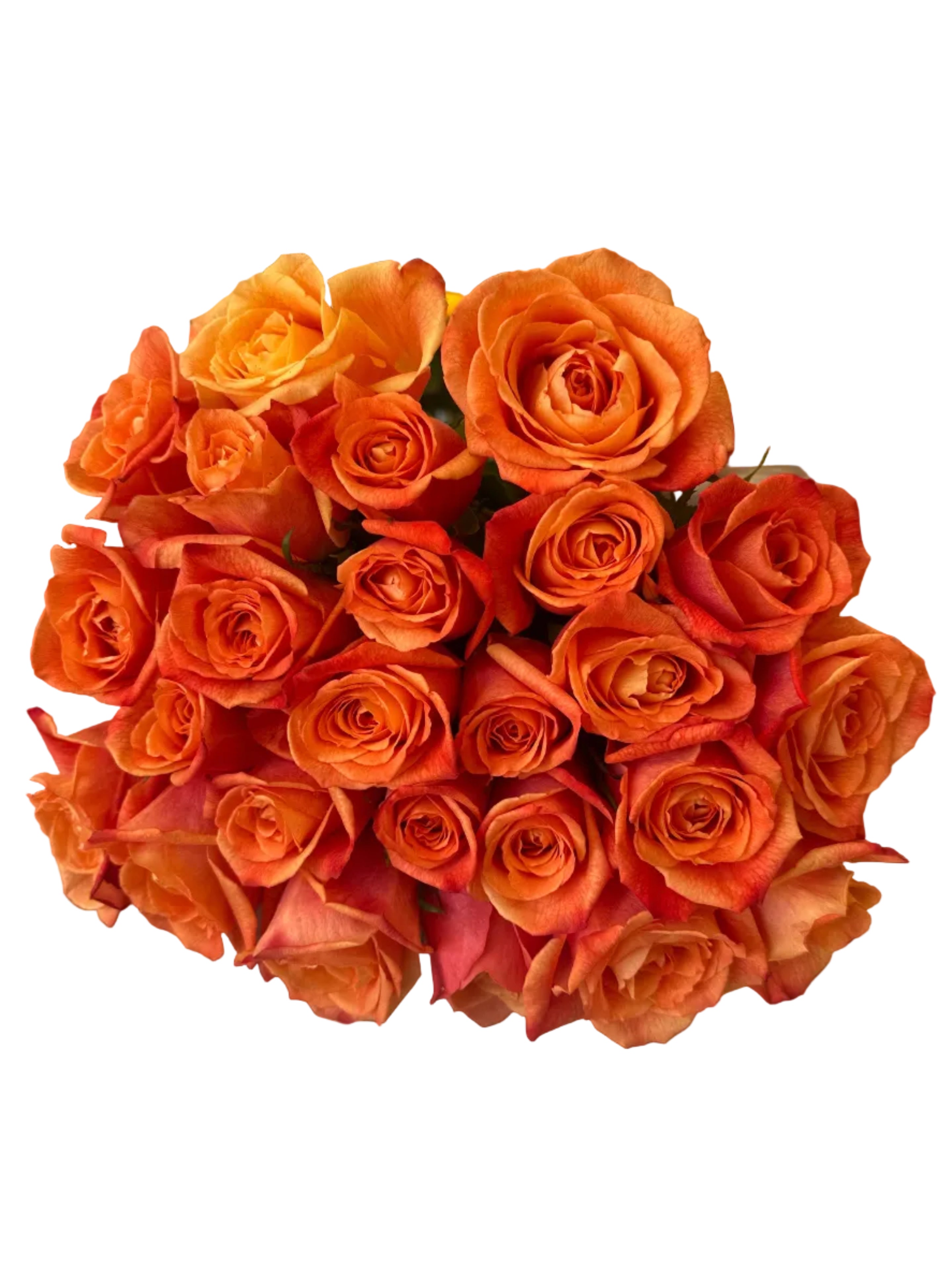 'Sunset Glory' Orange Roses