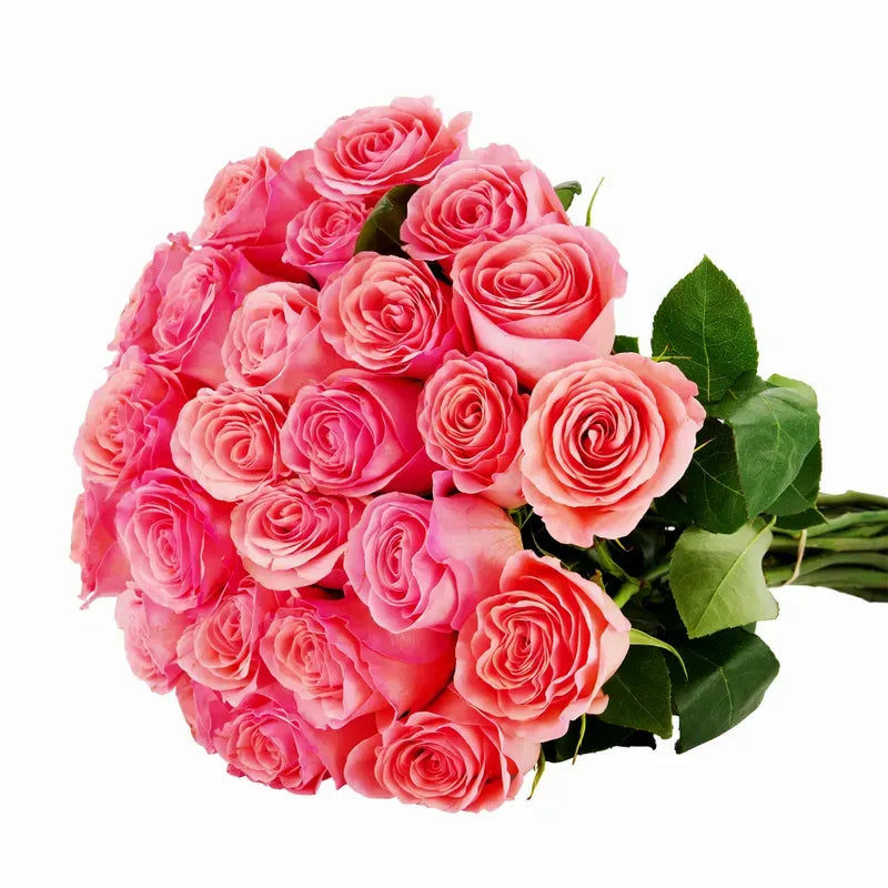 'Saga' Peach/Pink Roses