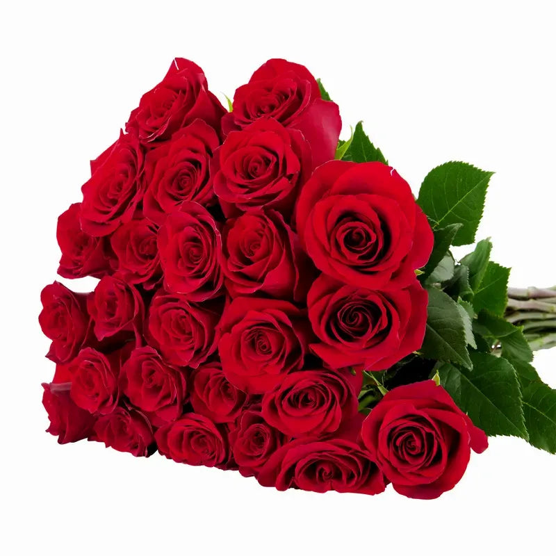 'Freedom' Red Rose
