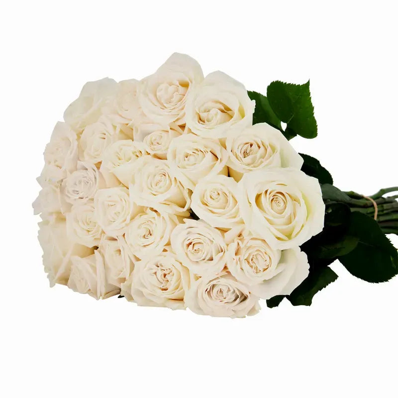 'Playa Blanca' Off White Roses