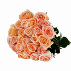 'Tiffany' Peach Roses