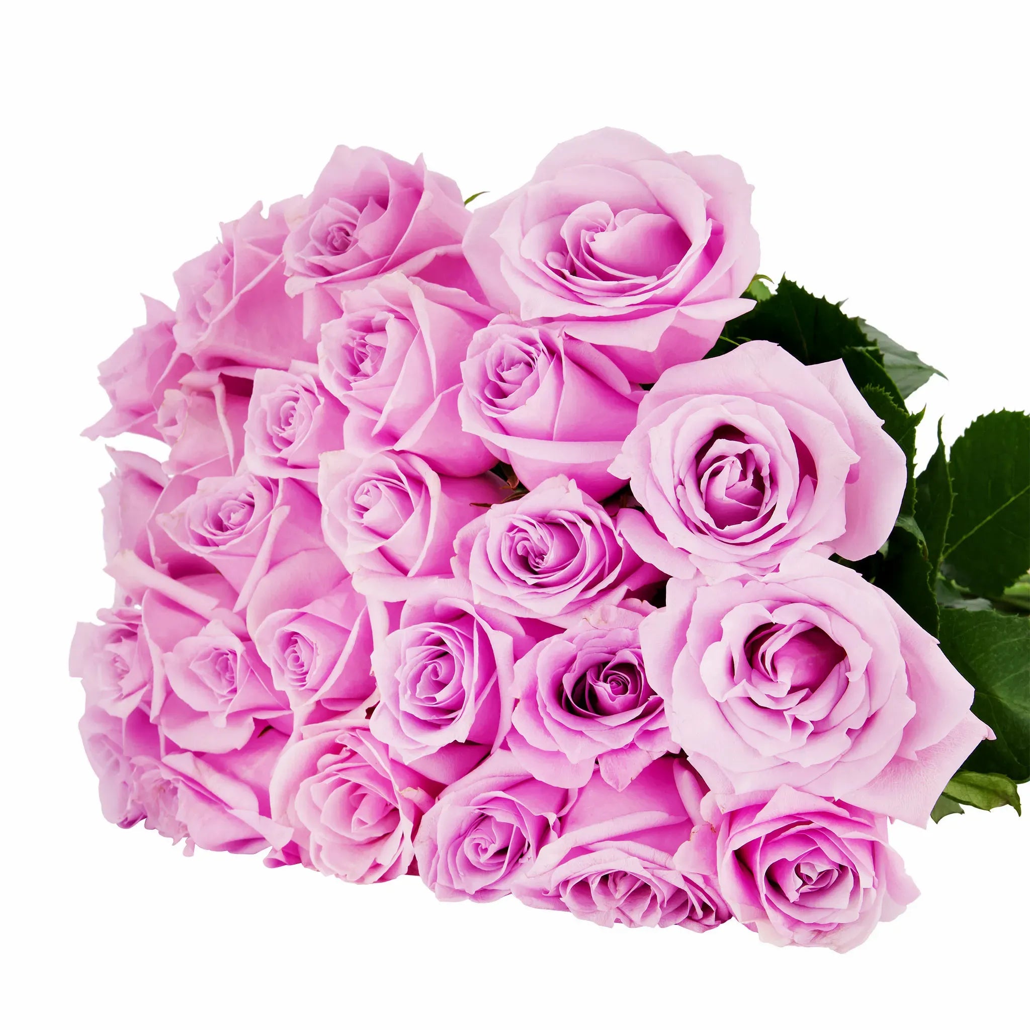 'Nautica' Purple Roses