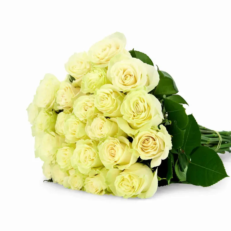 'Mondial' Off White Roses