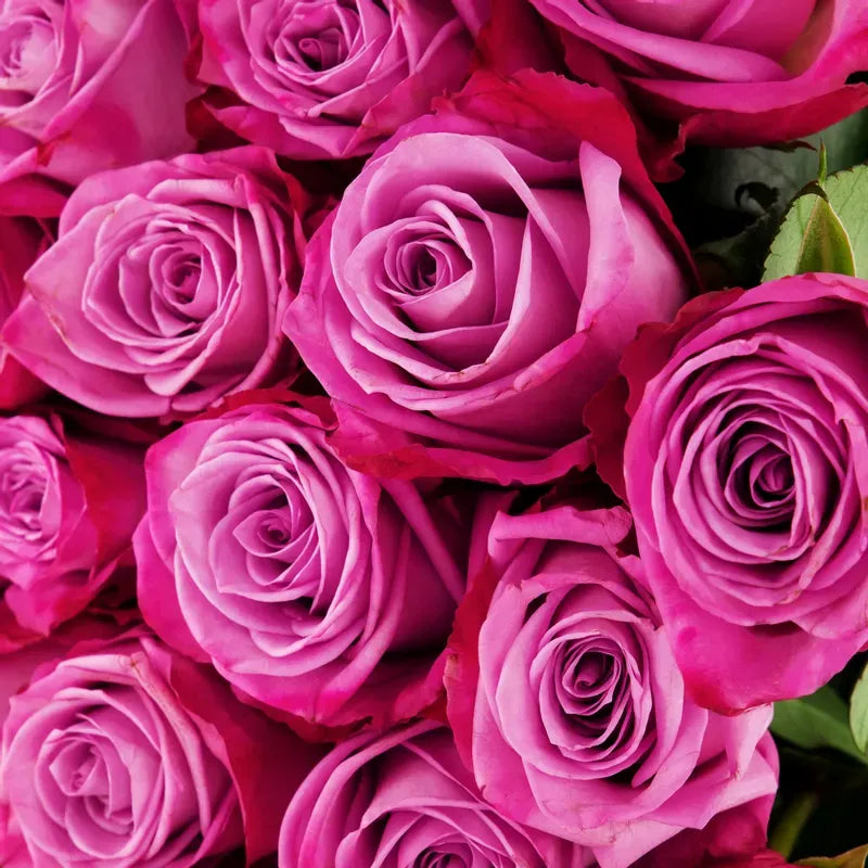 'Moody Blues' Two Tone Purple Roses