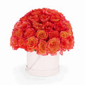 100 Luxe Rose Box