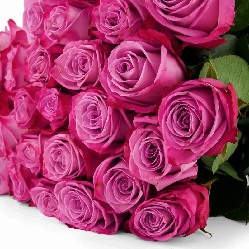 'Moody Blues' Two Tone Purple Roses