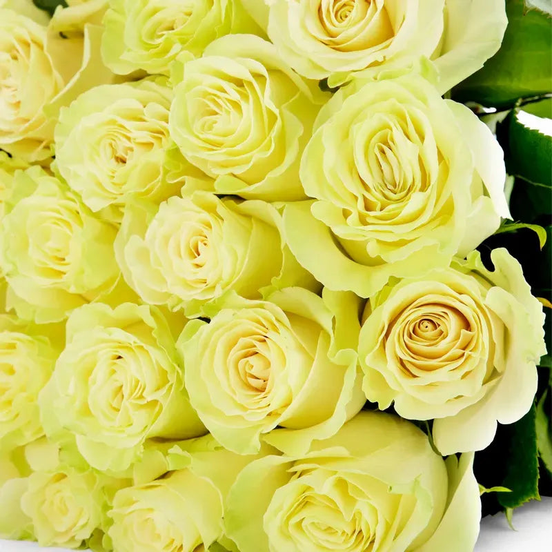 'Mondial' Off White Roses