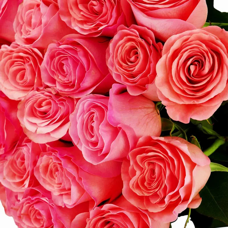 'Saga' Peach/Pink Roses