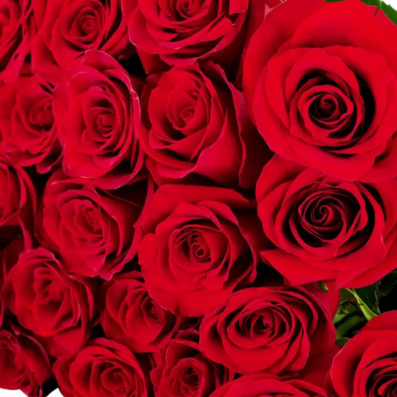 'Freedom' Red Rose