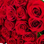 'Freedom' Red Rose