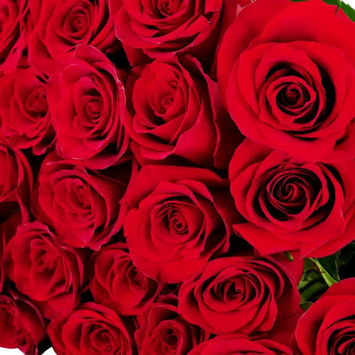 'Freedom' Red Rose