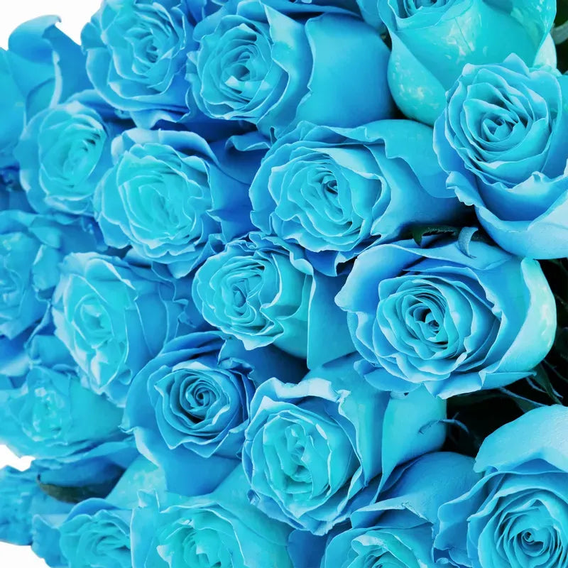'Cyan' Blue Roses