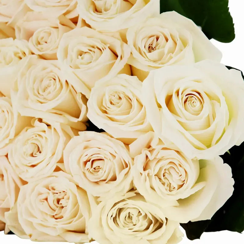 'Playa Blanca' Off White Roses