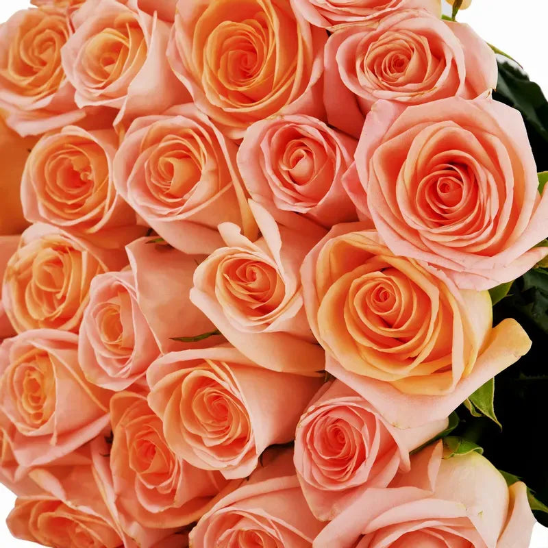 'Tiffany' Peach Roses