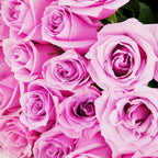 'Nautica' Purple Roses