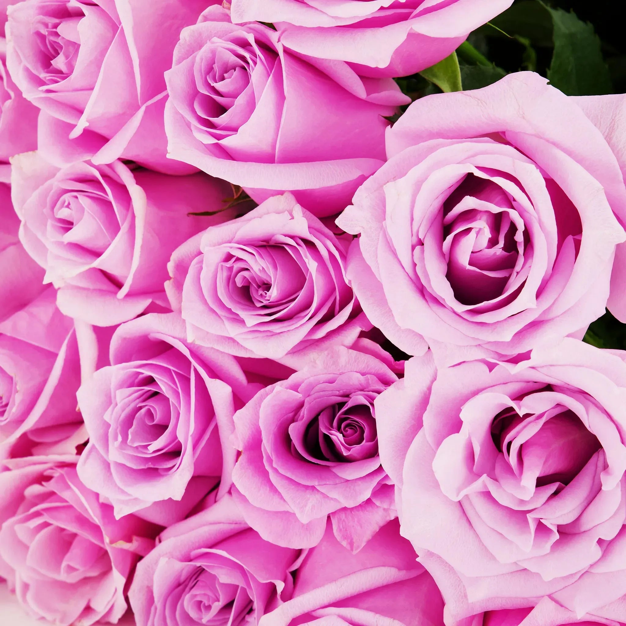 'Nautica' Purple Roses