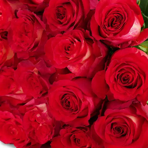 'Iguazu' Two Tone Red Roses