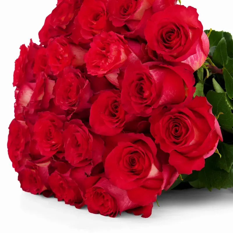 'Iguazu' Two Tone Red Roses