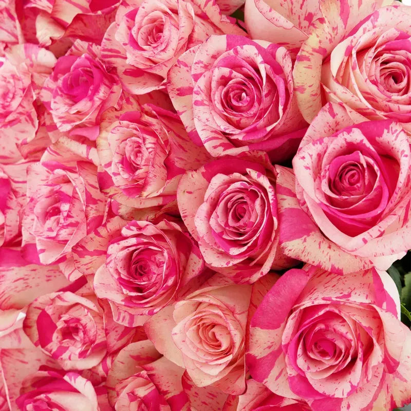 'Magic Time' Pink Bi-Color Rose