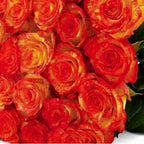 'High & Orange' Two Tone Orange Roses
