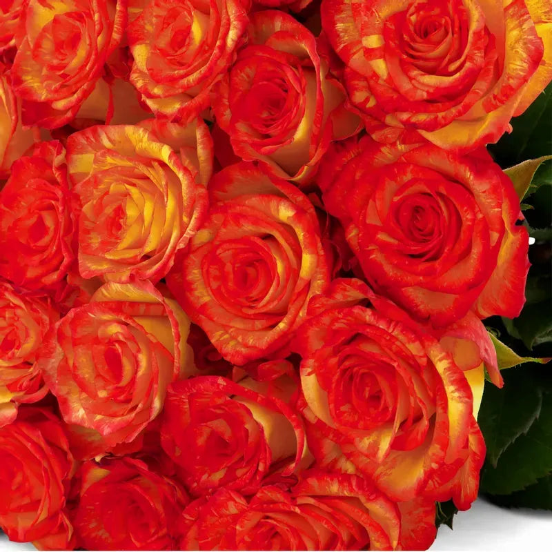 'High & Orange' Two Tone Orange Roses
