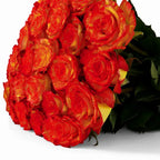 'High & Orange' Two Tone Orange Roses