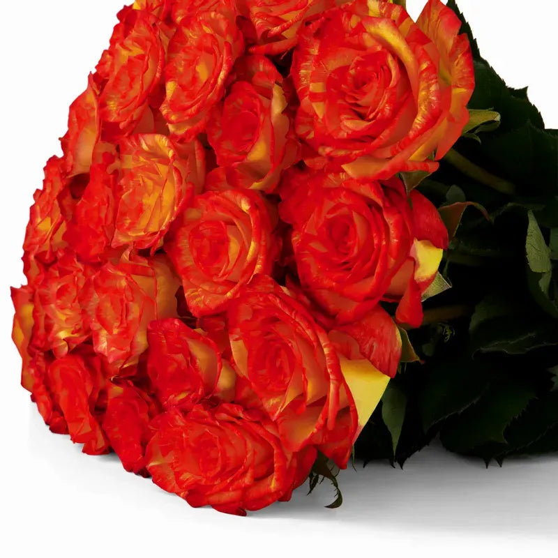 'High & Orange' Two Tone Orange Roses