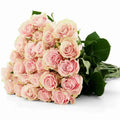 'Pink Mondial' Nude Roses