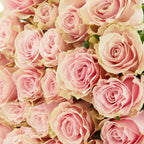 'Pink Mondial' Nude Roses