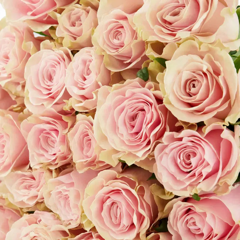 'Pink Mondial' Nude Roses