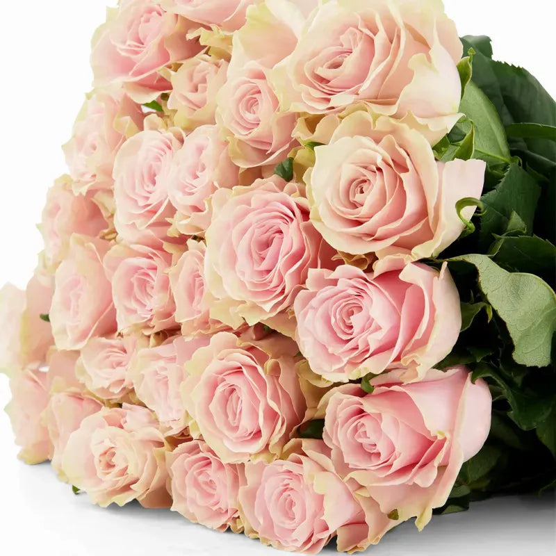 'Pink Mondial' Nude Roses