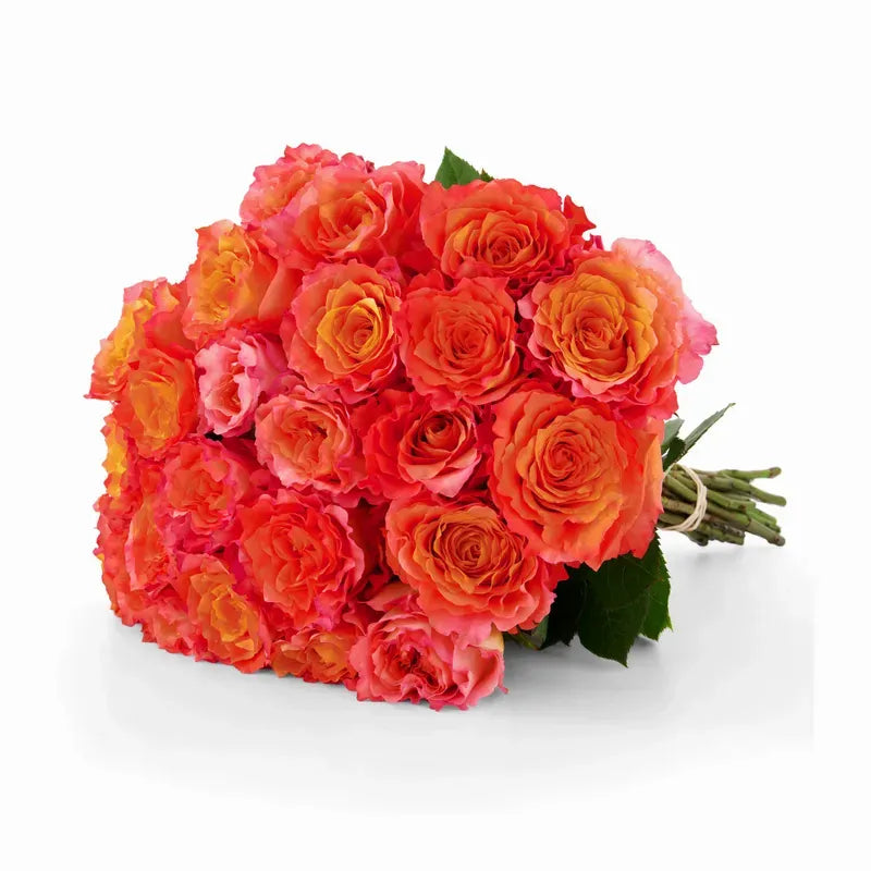'Free-Spirit' Orange Garden Roses