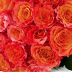 'Free-Spirit' Orange Garden Roses