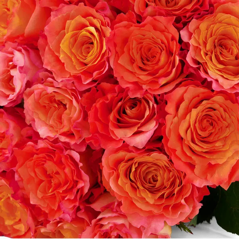 'Free-Spirit' Orange Garden Roses
