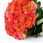 'Free-Spirit' Orange Garden Roses