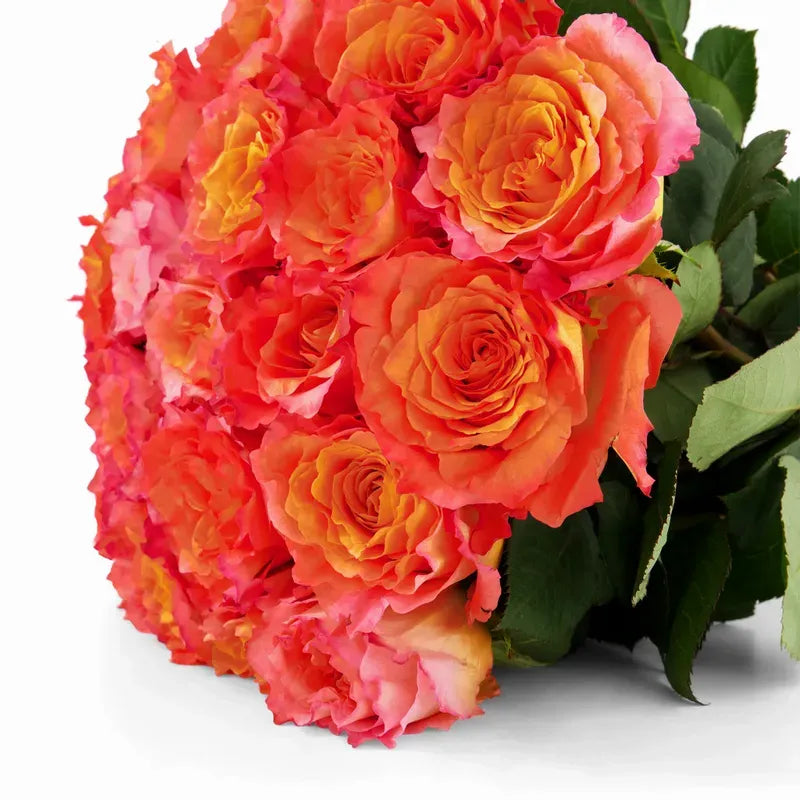 'Free-Spirit' Orange Garden Roses