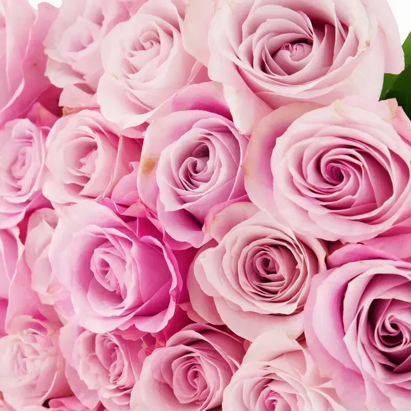 'Secret Garden' Light Pink bi-Color Roses