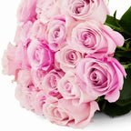 'Secret Garden' Light Pink bi-Color Roses