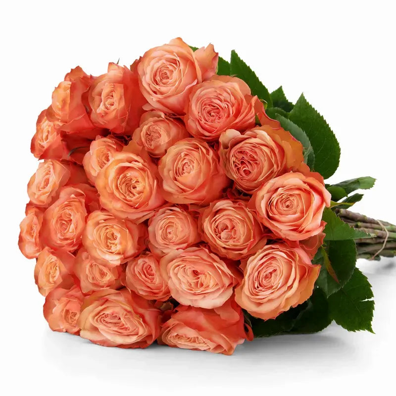 'Kahala' Peach Roses