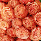'Kahala' Peach Roses