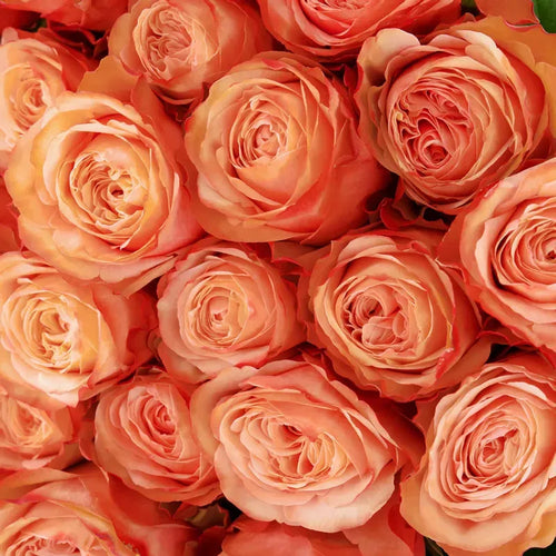'Kahala' Peach Roses