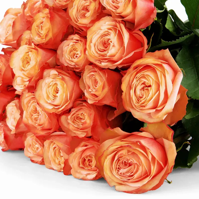'Kahala' Peach Roses
